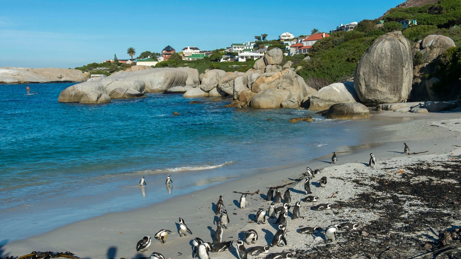 CAPE TOWN'S PENGUIN COLONY