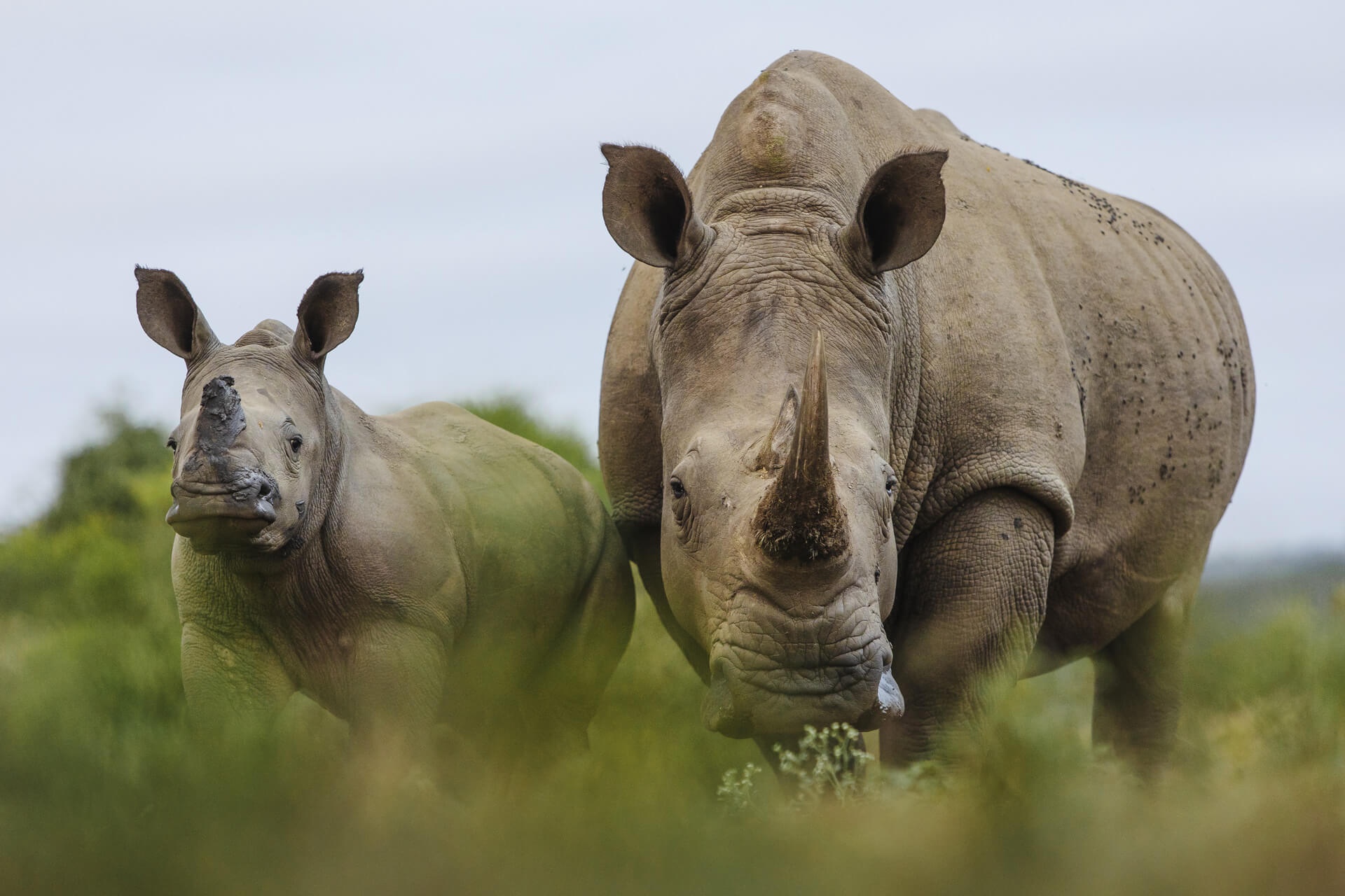 Kruger National Park Full-Day Open Vehicle Safari